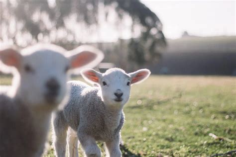 The Passover Lamb: why isn't there Lamb at a Jewish Seder Meal