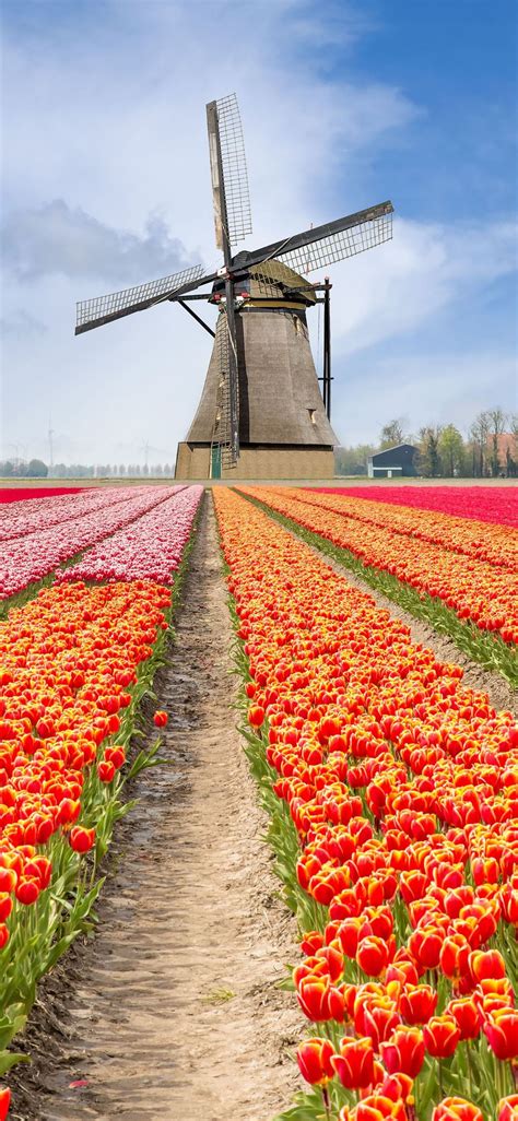 Tulip Fields of Netherlands iPhone X Wallpapers Free Download