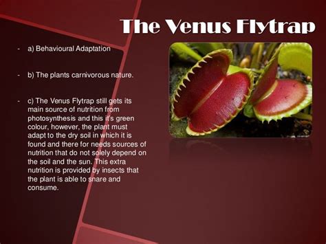 Venus Fly Trap Adaptations - Disa