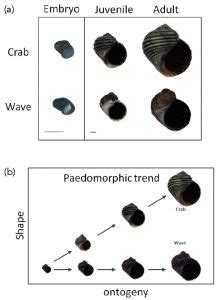 Investigating paedomorphism in the evolution of L. saxatilis - Research Outreach