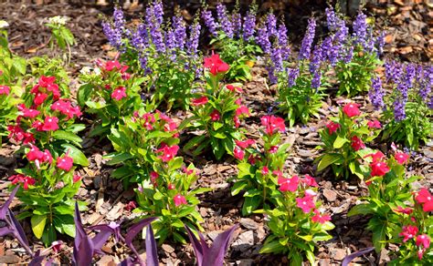 Colorful Garden Flowers Free Stock Photo - Public Domain Pictures