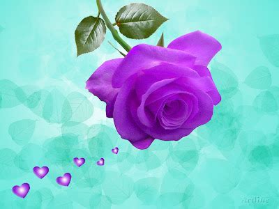 Awsome Lovely Purple Violet Rose Wallpaper ~ Artline : Feel The Creation!