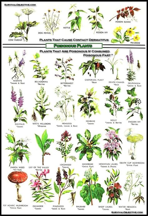 Poisonous plants. Very useful for the next few weeks. | Edible wild ...