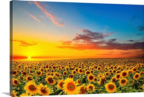 Sunflowers in a field at sunset Wall Art, Canvas Prints, Framed Prints ...