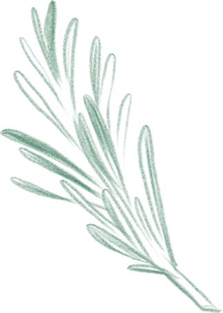 Rosemary sprig Illustration in PNG, SVG