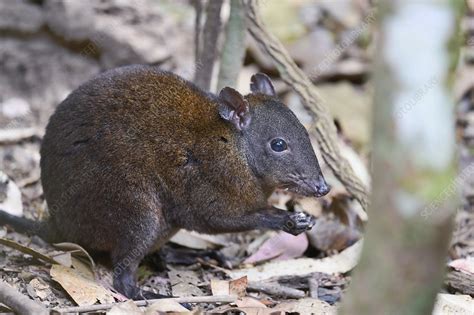 Musky rat-kangaroo - Stock Image - C048/6696 - Science Photo Library