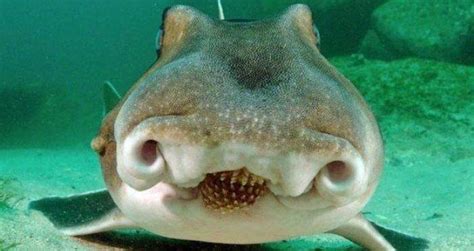 Angular Roughshark With Pig Face Pulled From The Mediterranean Sea