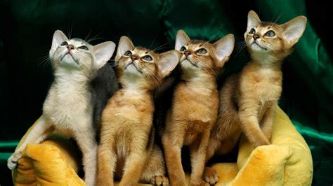 4 Cute Kittens 1680 x 945 HDTV Wallpaper