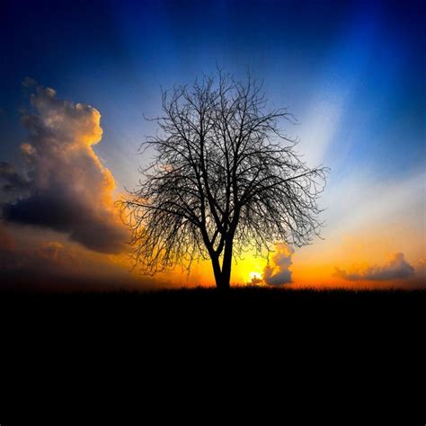 Sunrise Trees Wallpapers - Top Free Sunrise Trees Backgrounds ...