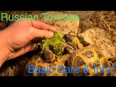 Russian Tortoise Basic Care Info + Feeding! - YouTube