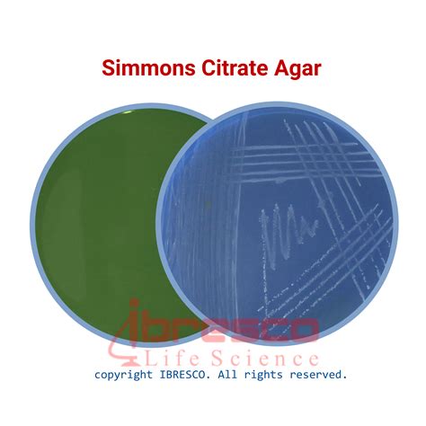 SIMMONS Citrate Agar | سیمونز سیترات آگار | ایبرسکو