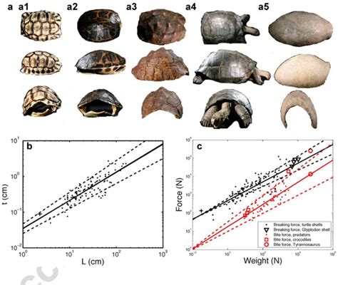 Figure 1 from The turtle carapace as an optimized multi-scale ...