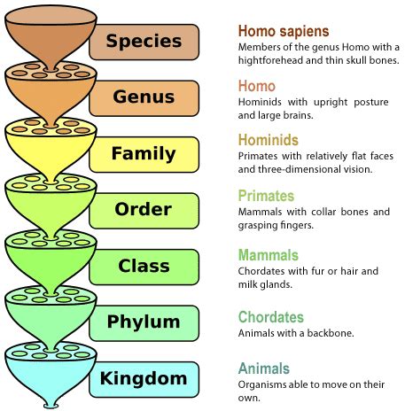 Binomial Nomenclature Examples Of Animals