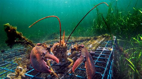 Spring lobster season in areas of the Maritimes to open Friday: DFO | CTV News