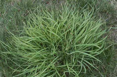 Tall Fescue, Festuca arundinacea DSC_0587 – Perivale Park London