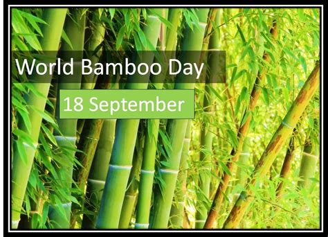 World Bamboo Day- A Call to Action for Environmental Preservation - Edudwar