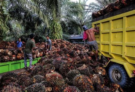 Petani Sawit Harus Tahu! Ini 7 Tips Agar Buah Kelapa Sawit Berbuah Banyak