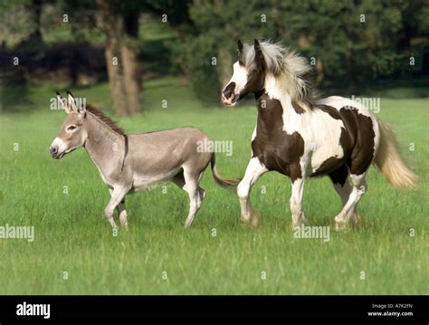 Gypsy Vanner Horse foal runs with miniature donkey Stock Photo - Alamy