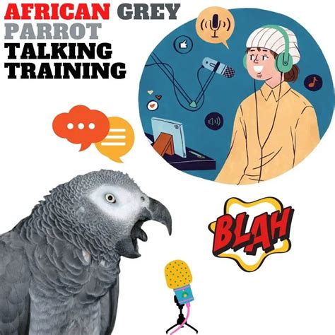 African grey parrot talking training - African Grey Parrot | African ...