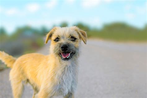 4 Border Terrier Colors: Which One To Pick?