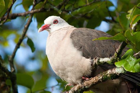 Endangered Pink Pigeons Return Home to Mauritius - Island Conservation