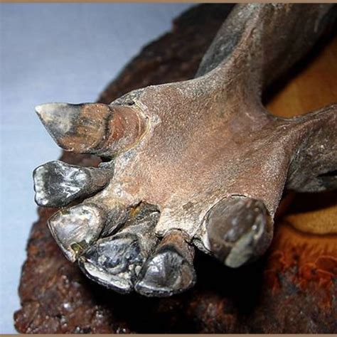 Tapir Jaw Fossil - Fossils & Artifacts for Sale | Paleo Enterprises