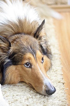 Canine Gastroenteritis and Stomach Problems in Dogs Causing Diarrhea