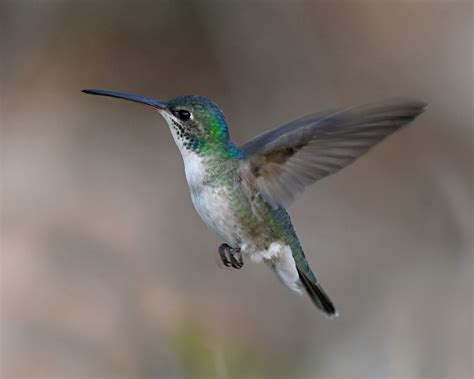 Hummingbirds - campestre.al.gov.br