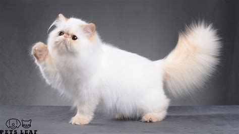 Persian Cat Grooming: From Brushing To Teeth Care | Pets Leaf