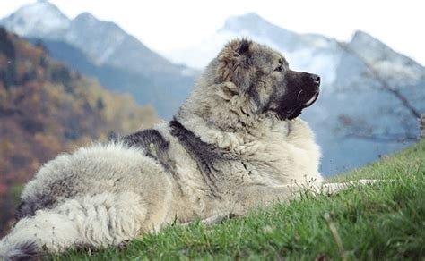 https://alchetron.com/Georgian-Shepherd | Caucasian shepherd dog, Every ...