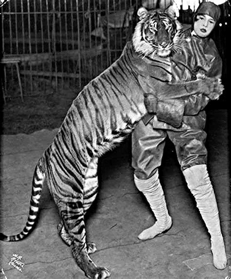 Extinct Tiger species