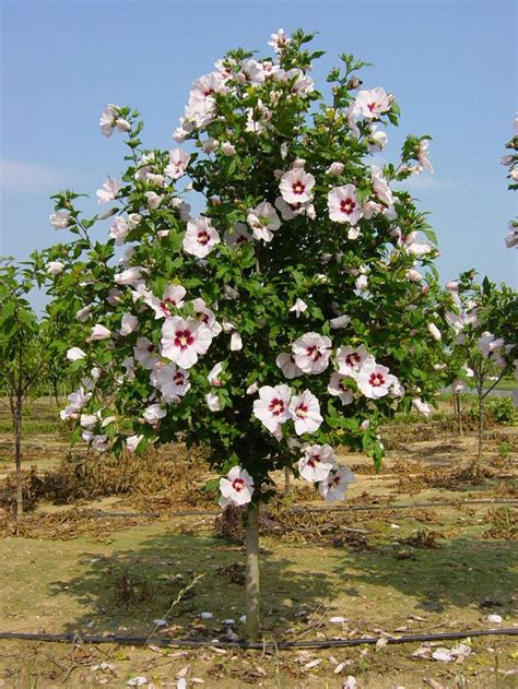 Hibiscus syriacus ‘Red Heart’ : Waverly Farm | Hibiscus, Beautiful ...