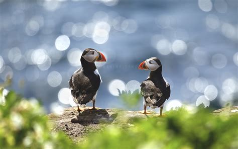 37 Photos Of Precious Puffins That Will Melt Your Heart - 500px