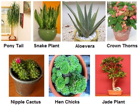 Examples Of Xerophytes Plants