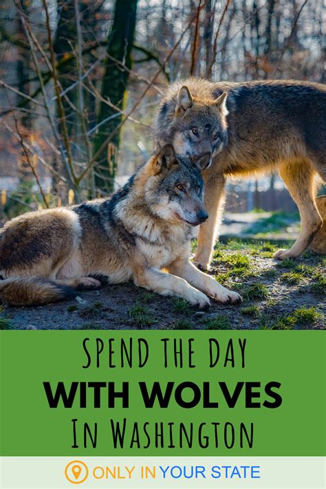 Spend The Day With Wolves At Wolf Haven International In Tenino, Washington | Traveling by ...