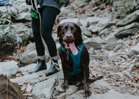 The Best Dog-Friendly Hiking Trails Near Allegan County