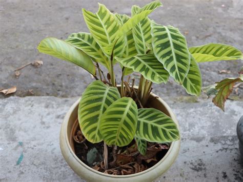 Calathea zebrina Care Guide (Calathea Zebra Advice)