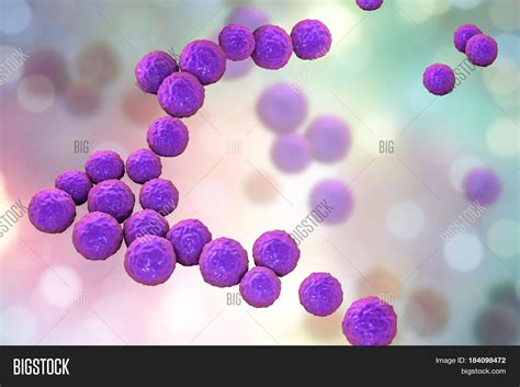 Enterococcus Gram Stain