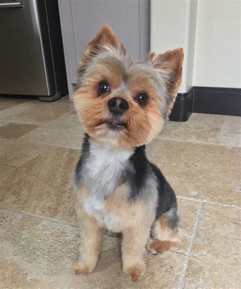 60 Best Yorkie Haircuts for Males and Females – The Paws | Yorkie haircuts, Yorkie puppy, Yorkie ...