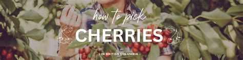 Best Ever Guide To Cherry Picking In BC - BestEver.Guide