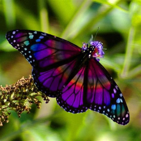 Rainbow Butterfly 1 | Beautiful butterflies, Butterfly pictures ...