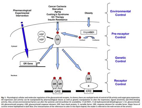 Glucocorticoid Receptors: Control Your Levels of Stress - SelfHacked