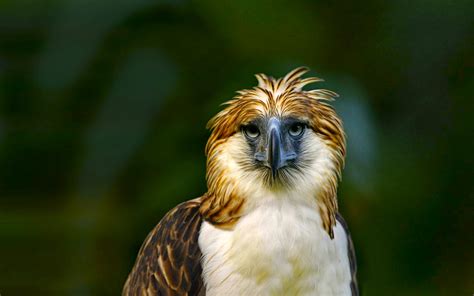 Download Green Colorful Bird Animal Philippine Eagle HD Wallpaper by KLAUS NIGGE