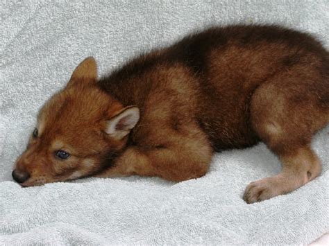 Red wolf pups to be named at zoo Saturday | United South & Eastern Tribes