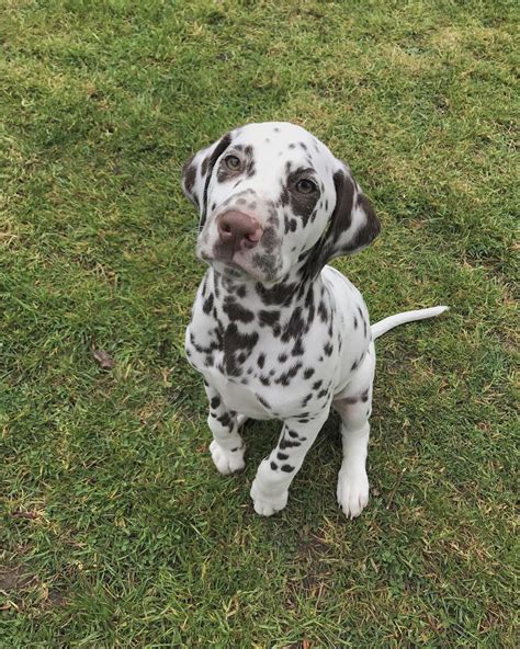 Dalmatian Puppies For Sale | Pennsylvania Avenue, Los Angeles, CA #255211