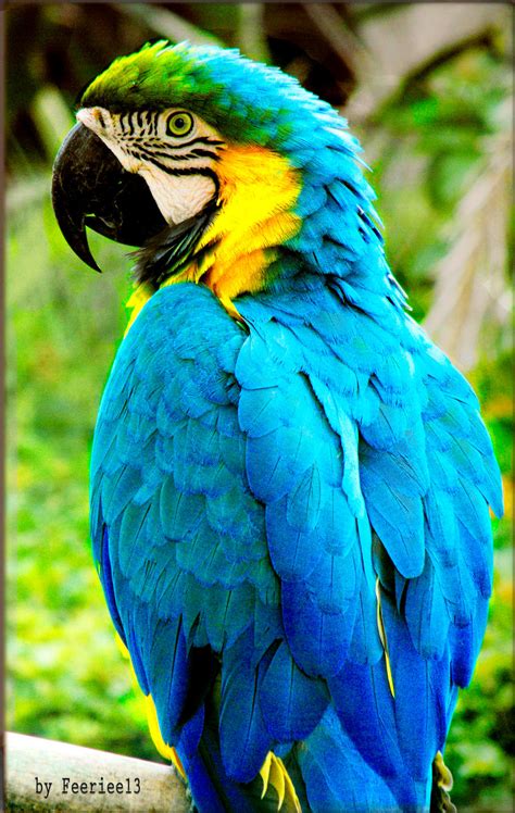 Blue Parrot by Feeriee13 on DeviantArt