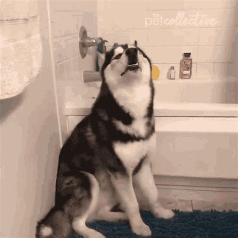 Barking Howling GIF - Barking Howling Yelping - Discover & Share GIFs