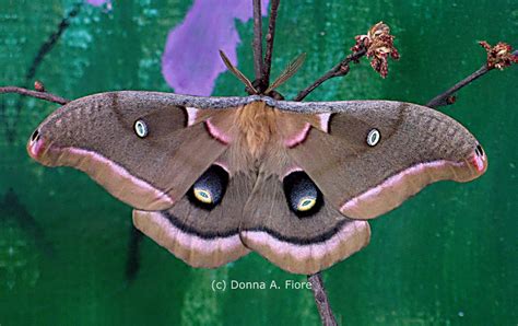 Polyphemus Moth