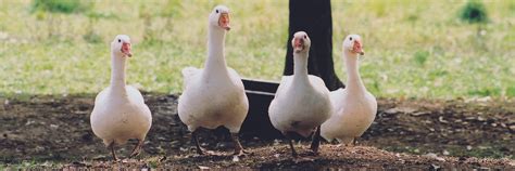 Information about geese and ducks - FOUR PAWS International - Animal ...