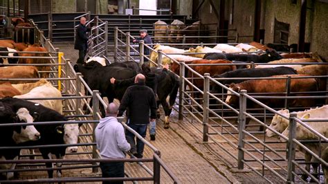 What county has the most cattle marts in Ireland? - Agriland.ie